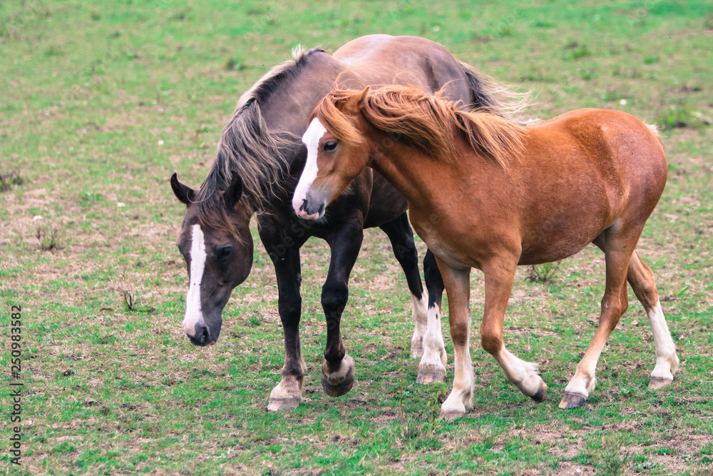 horse and foal