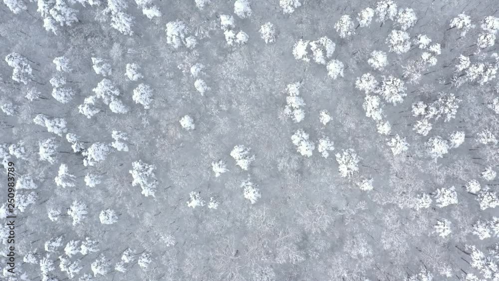 Ascending over the frozen forest by winter 4K aerial video Ascending over the frozen forest by winter 4K aerial video