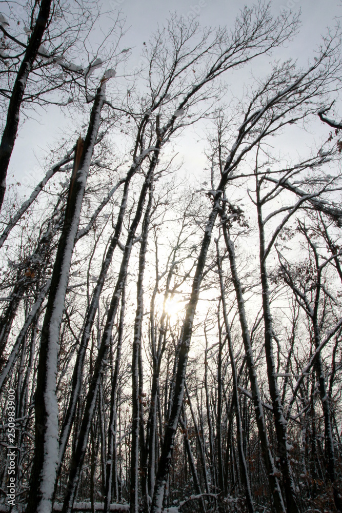 Forêt en hiver Forêt en hiver