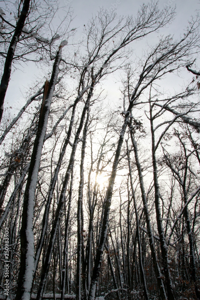 Forêt en hiver