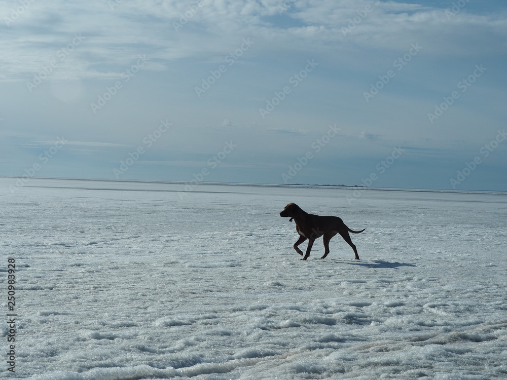 Beautiful dog Rhodesian ridgeback in winter. Winter walk beautiful dogs. Beautiful dog Rhodesian ridgeback in winter. Winter walk beautiful dogs.