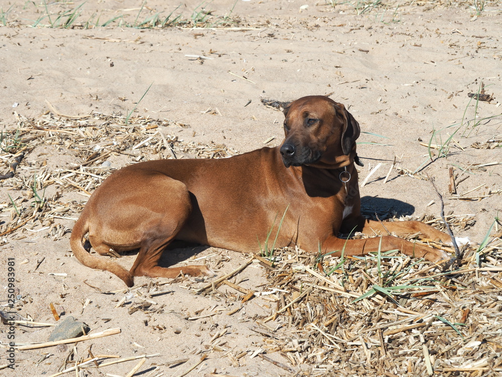 Rhodesian Ridgeback dog on the beach in the water