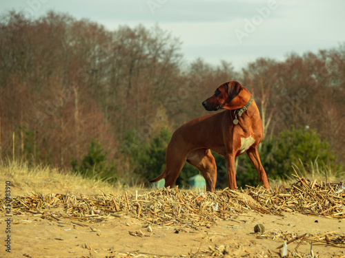 Rhodesian Ridgeback dog on the beach in the water