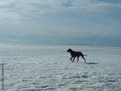 Beautiful dog Rhodesian ridgeback in winter. Winter walk beautiful dogs.
