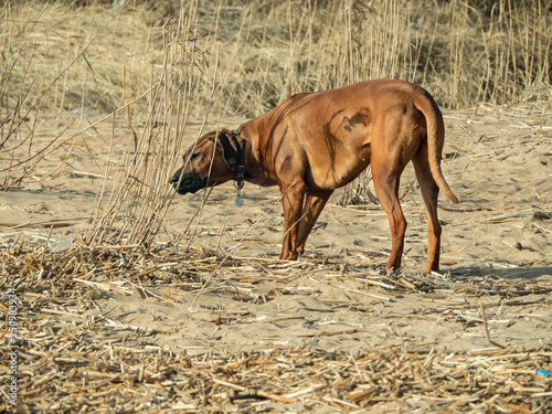 Rhodesian Ridgeback dog on the beach in the water