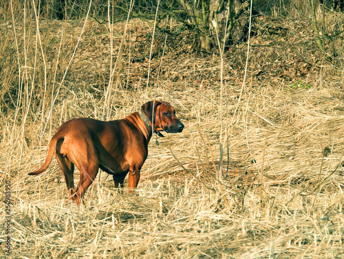 Rhodesian Ridgeback dog on the beach in the water