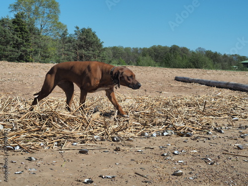 Rhodesian Ridgeback dog on the beach in the water