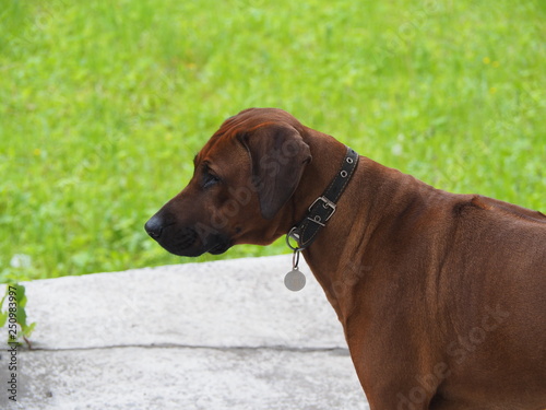 Rhodesian Ridgeback dog on the beach in the water