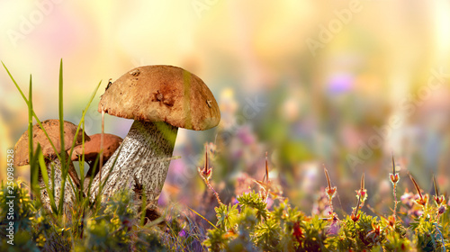Vászonkép wild cepe mushroom,  flowers and grass closeup