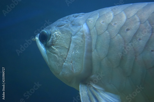 The silver arowana (Osteoglossum bicirrhosum), sometimes spelled arawana, is a South American freshwater bony fish of the family Osteoglossidae photo