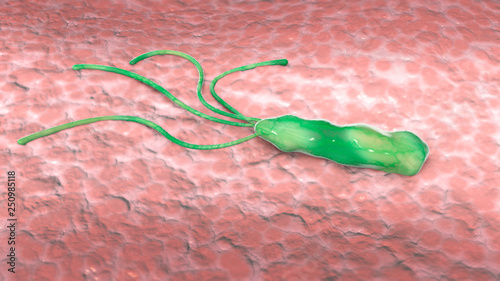 Принти на полотні Helicobacter pylori is a microaerophilic bacterium usually found in the stomach