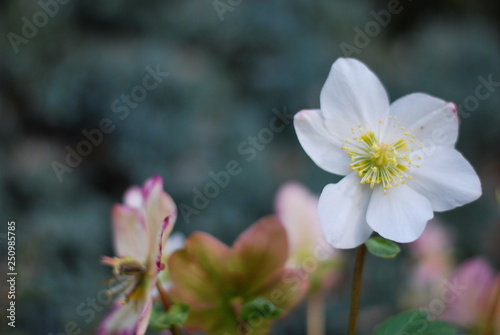 Christrose (Helleborus niger)