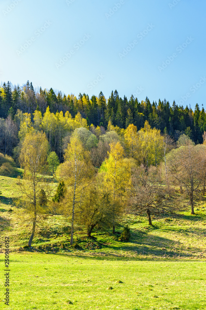 Spring with lush trees in a beautiful landscape