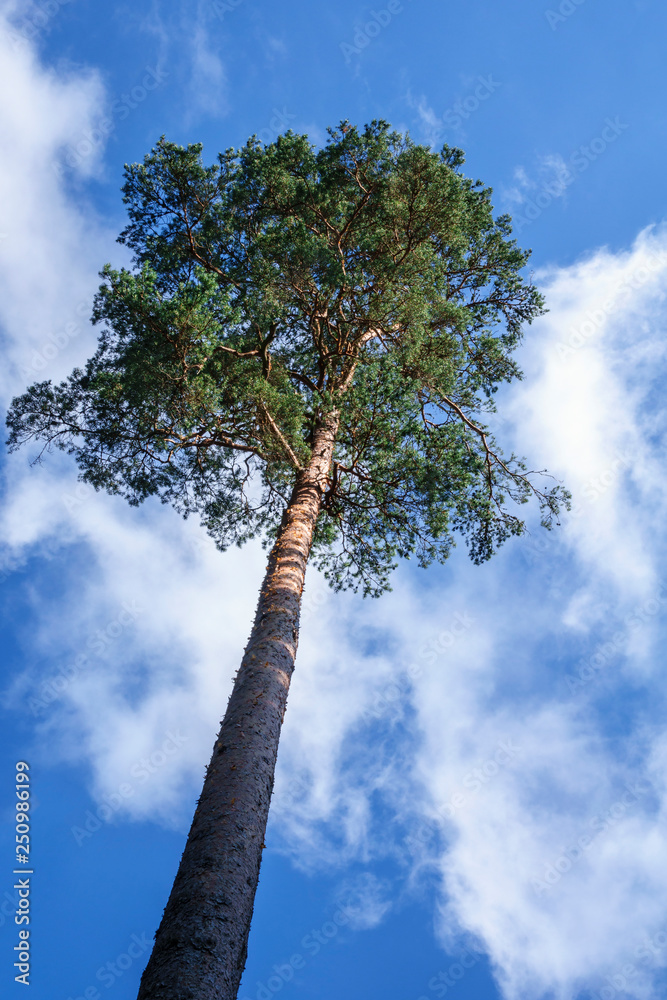 Fototapeta premium High Pine tree against the summer sky