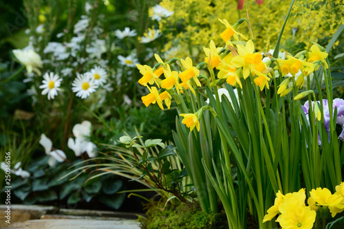 Daffodils and white flowers in a flower bed.