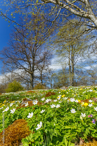 Meadow with Wood anemone flowers in a beautiful landscape