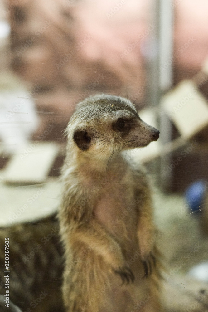 Fototapeta premium meerkat on guard