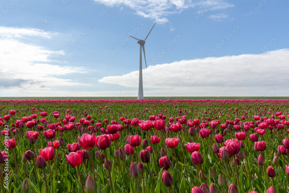 Tulips farmland