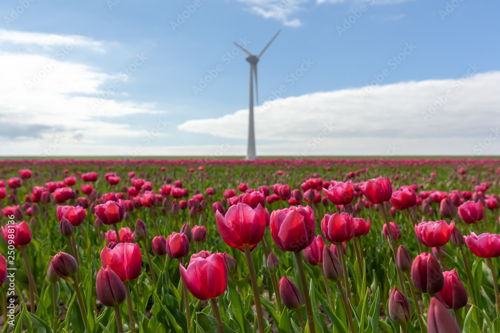 Tulips farmland