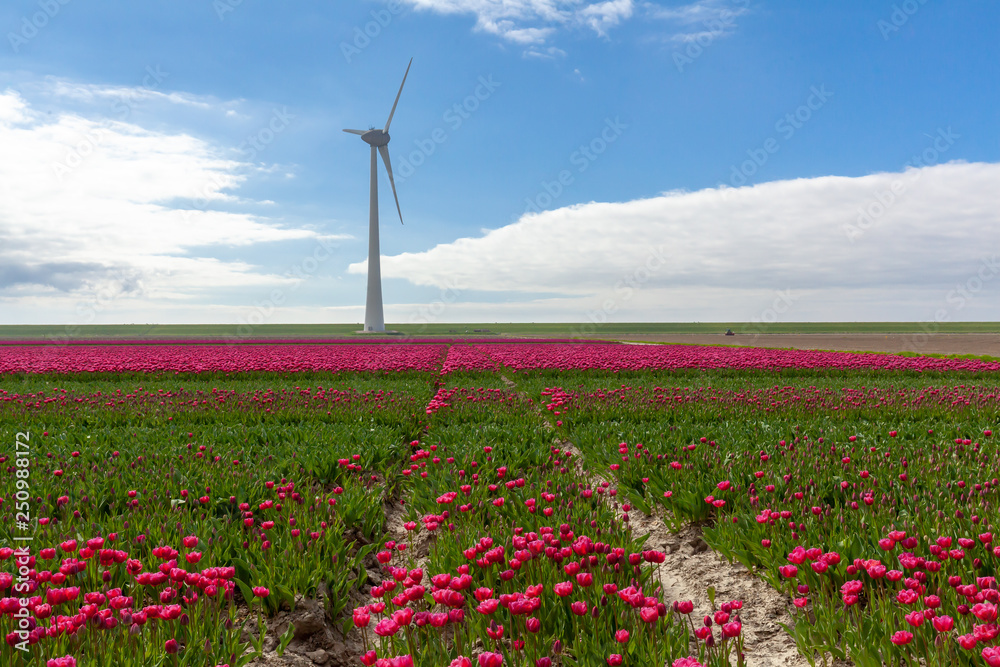 Tulips farmland