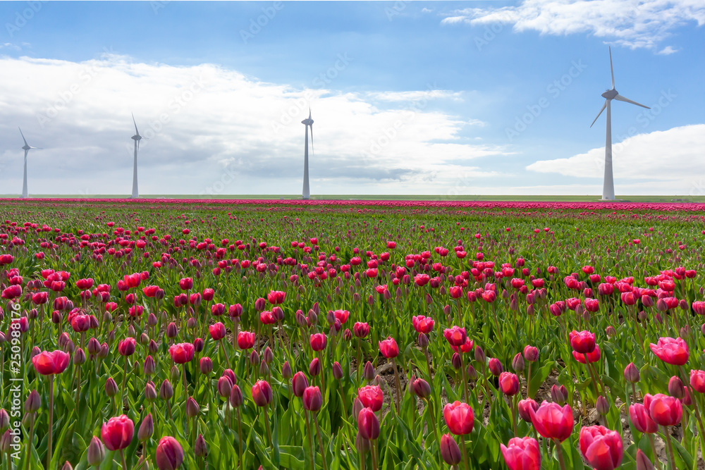 Tulips farmland