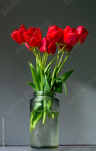 Bouquet of fresh tulips in a glass vase on a gray background. For 8th march happy women's day.