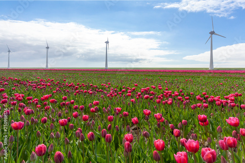 Obraz na płótnie Tulips farmland w salonie