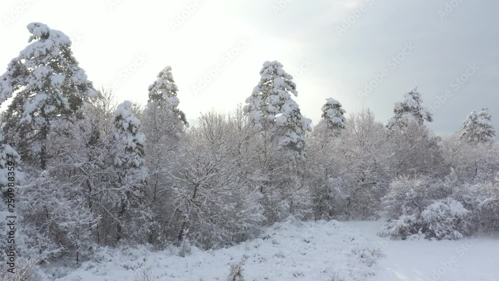 Soft light over the snowed woods 4K aerial video Soft light over the snowed woods 4K aerial video