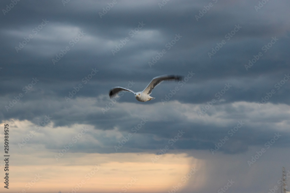 Obraz premium Seagull
