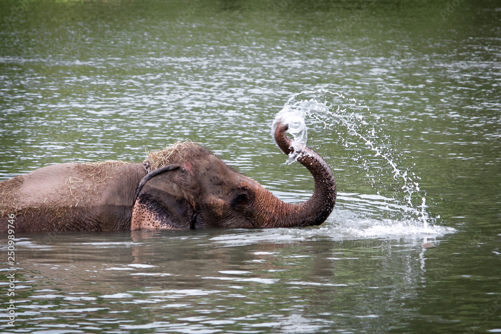 Elephant playing water and shower in the river
