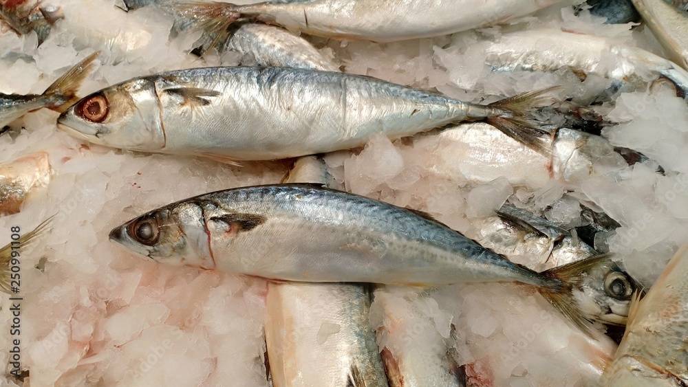 Saba fish in market for you 