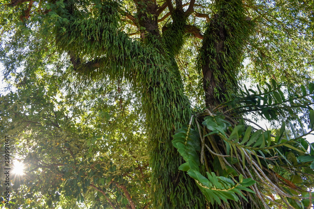 Fototapeta premium Ferns in moist forests with sunlight.