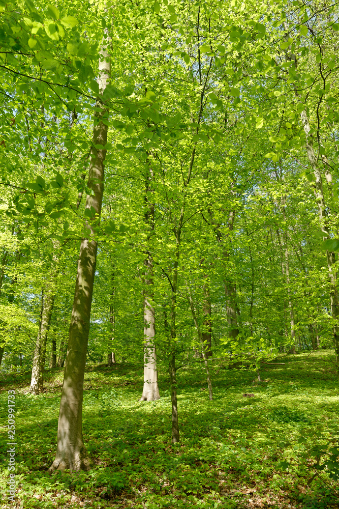 Rotbuchenwald, Krefeld, Deutschland