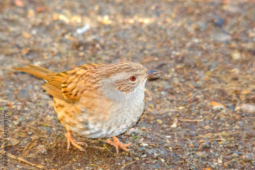 Dunnock (Prunella modularis) Dunnock (Prunella modularis)