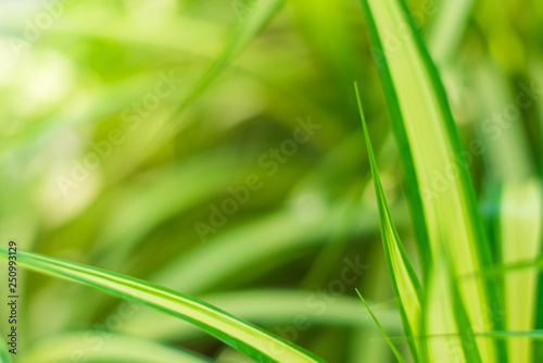 close-up natural view of green leaves in garden, sunlight though tree leaves in summer time, abstract nature background