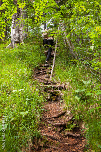 A trail with roots goes up in the forest