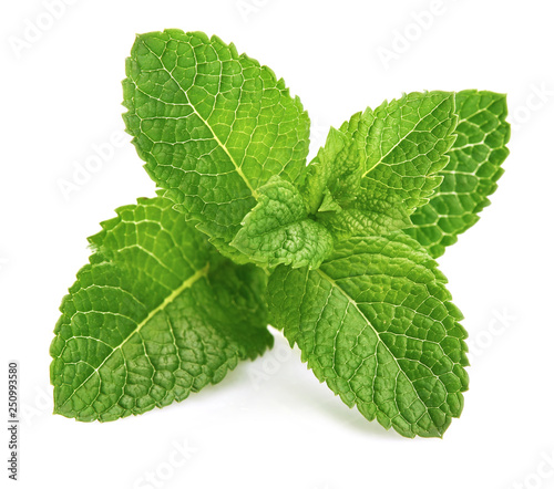 Fresh leaf mint green herbs ingredient for mojito drink, isolated on white background. photo