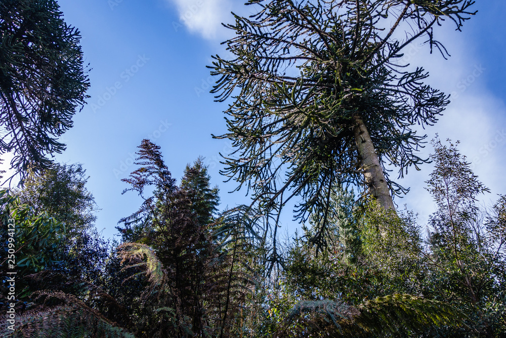 park with many ornamental plants in spring; a view from the bottom up to a large spruce with interesting twigs; trees on a blue sky background