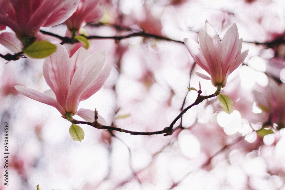 Pink or white flowers of blossoming magnolia tree (Magnolia denudata) in the springtime Pink or white flowers of blossoming magnolia tree (Magnolia denudata) in the springtime