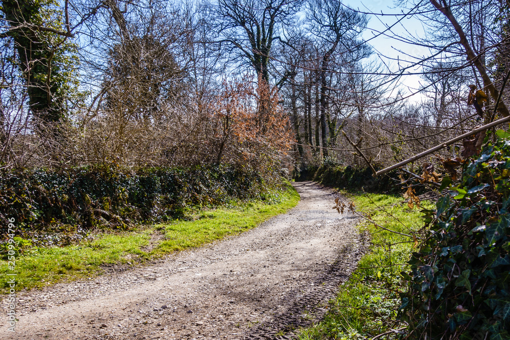 empty, gravelly rural road with tire imprint; overgrown with bushes, untidy surroundings empty, gravelly rural road with tire imprint; overgrown with bushes, untidy surroundings