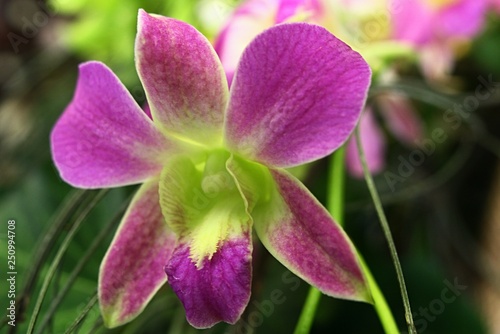 Decorative pink to yellow neon like Cymbidium hybrid orchid flower