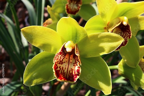 Fotografía Two yellow Cymbidium boat orchid flowers with patchy red to yelow lip petal