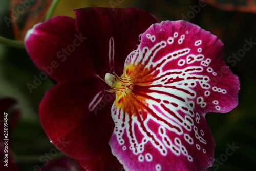 Detail of hybrid orchid flower with decorative violet to white pattern on lip petal photo