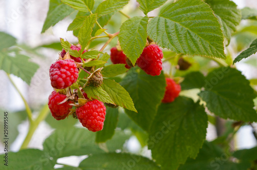 Ripe raspberry fruit on a branch in the forest, on a farm,