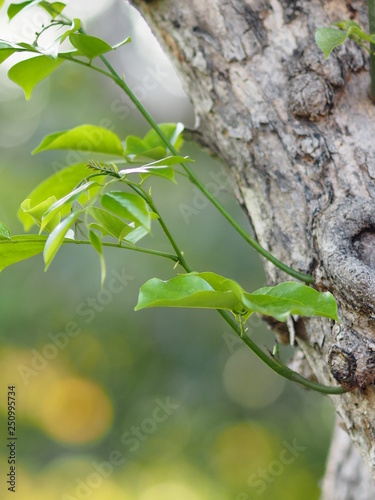 leaves Soft branch wood shoots from the trunk tree on blur background space for write