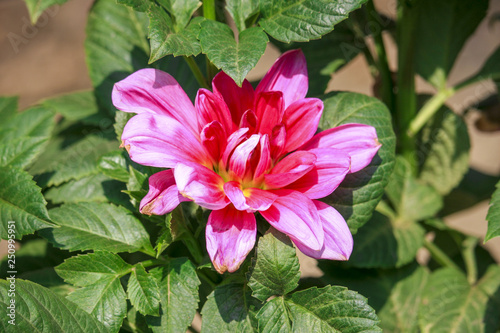 A Dahlia Flower in the Garden photo