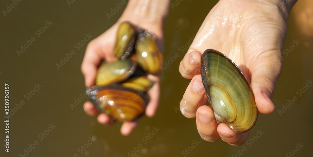 Oysters in the hands for cooking Oysters in the hands for cooking