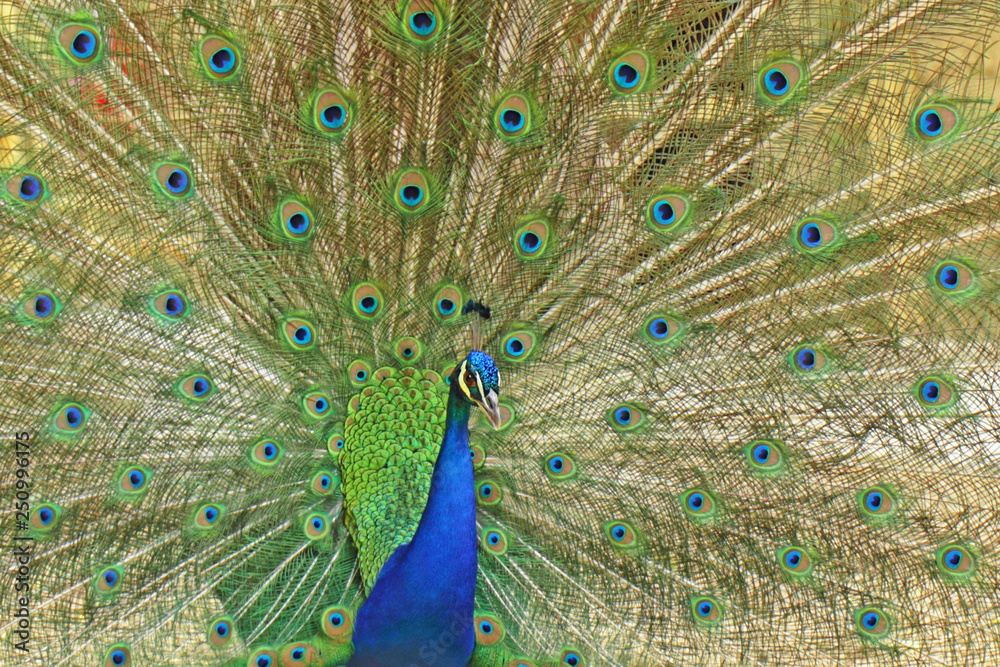 Obraz premium Oiseau paon mâle bleu et vert faisant la roue avec ses plumes arrière pour séduire une femelle au printemps.