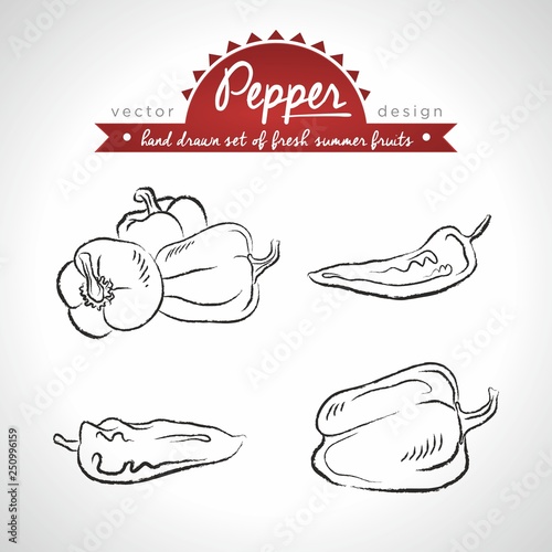 Pepper. Hand drawn collection of vector sketch detailed fresh vegetables. Isolated 