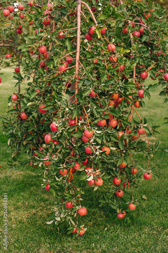 Branch of red apples.